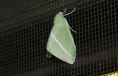 Chlorosea margaretaria