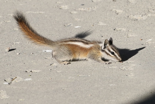 Lodgepole Chipmunk