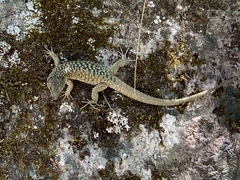 Archaeolacerta bedriagae