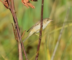 Acrocephalus palustris