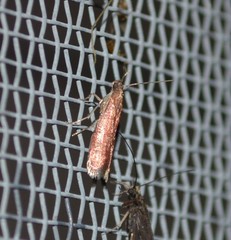 Varneria postremella