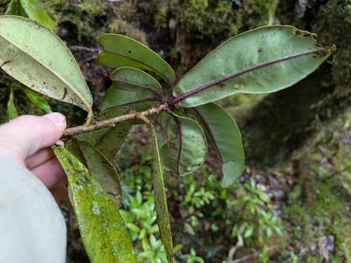 Myrsine wawraea, 2024-12-04