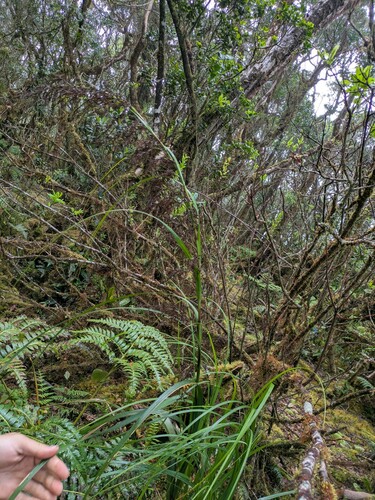Gahnia vitiensis observed 2024-12-04
