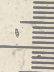 Hysterium angustatum