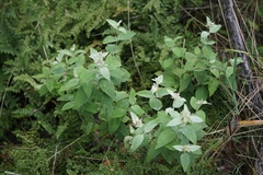 Pycnanthemum albescens