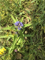 Gentiana cruciata cruciata