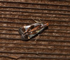 Dichomeris ochripalpella