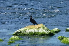 Phalacrocorax carbo
