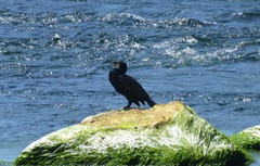 Phalacrocorax carbo