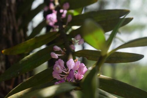 Trichoglottis apoensis