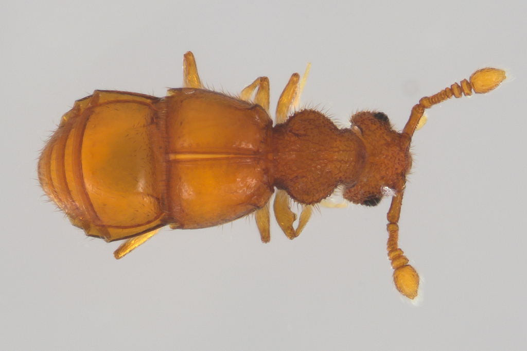 Rhexinia