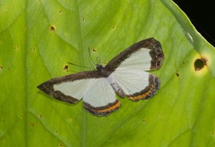 Nymphidium ascolia