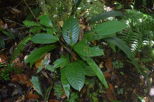 Shorea palosapis observed 2021-11-08