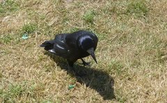 Corvus frugilegus