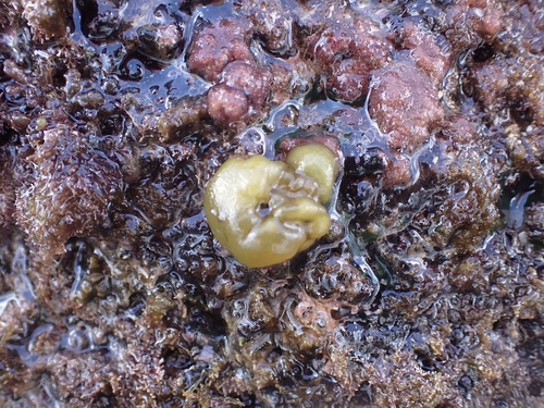 Colpomenia sinuosa observed 2024-12-11