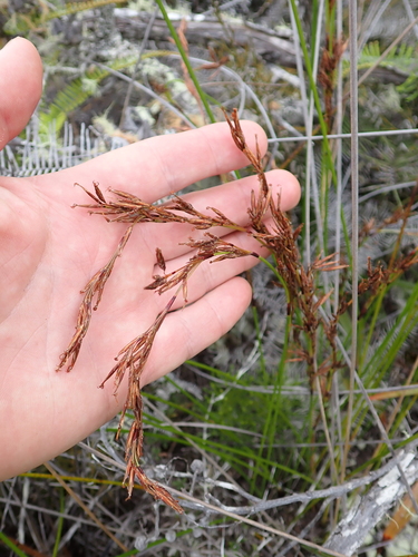 Image of Schoenus brevifolius by (c) Benjamin Lavin, some rights reserved (CC BY)