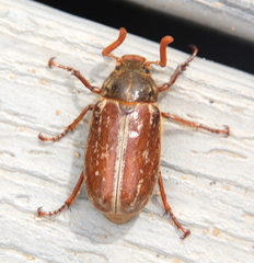 Polyphylla variolosa