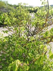 Bursera excelsa