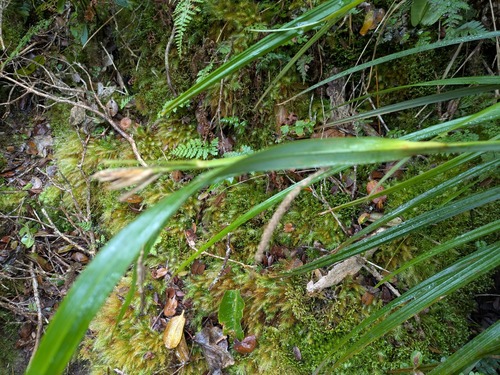 Hawai'i sedge (Carex alligata)