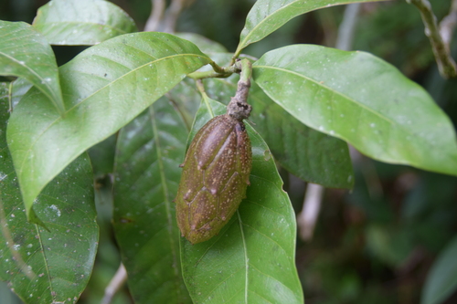 Magnolia liliifera observed 2021-11-08