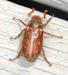 Polyphylla variolosa