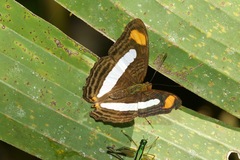 Adelpha iphiclus
