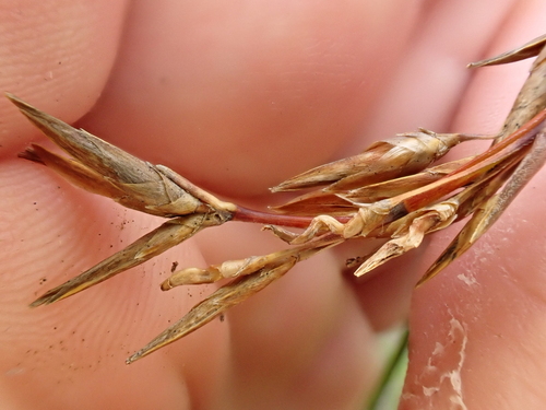 Image of Schoenus brevifolius by (c) Benjamin Lavin, some rights reserved (CC BY)