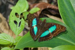 Doxocopa laurentia cherubina