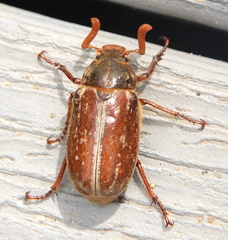 Polyphylla variolosa