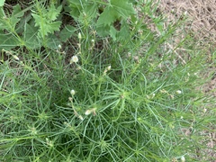 Spergula