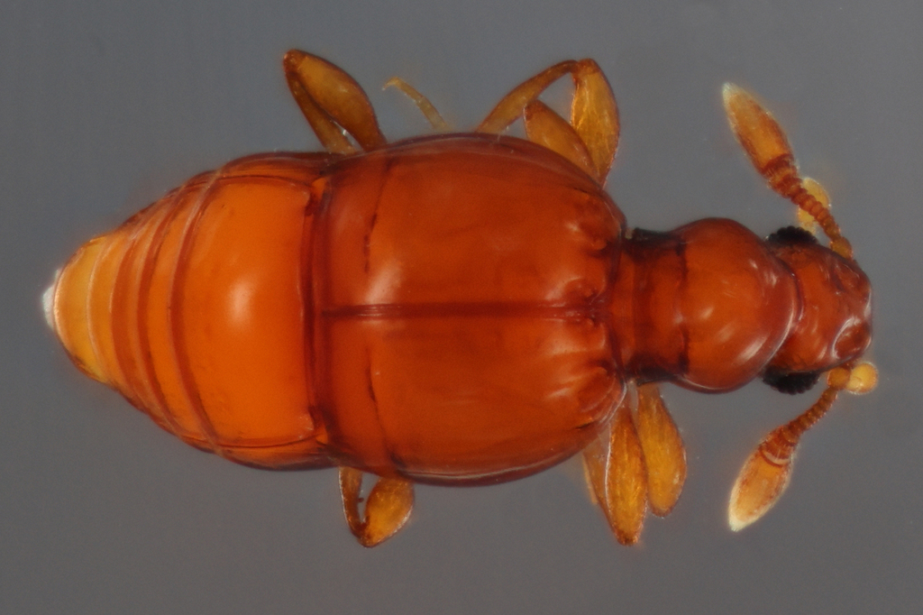 Eupsenius