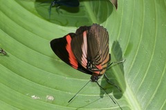 Adelpha lycorias