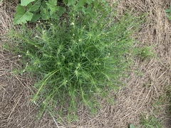 Spergula