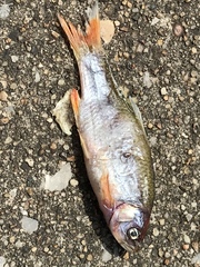 Cyprinella lutrensis