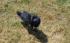 Corvus frugilegus