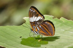 Adelpha epione