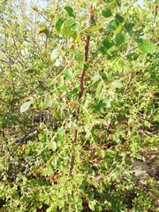 Bursera excelsa