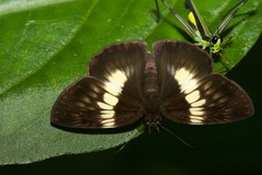 Potamanaxas paralus