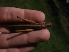 Austracris guttulosa