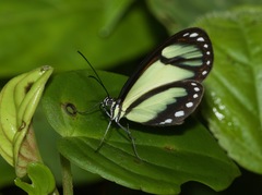 Ithomia salapia