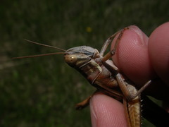 Austracris guttulosa