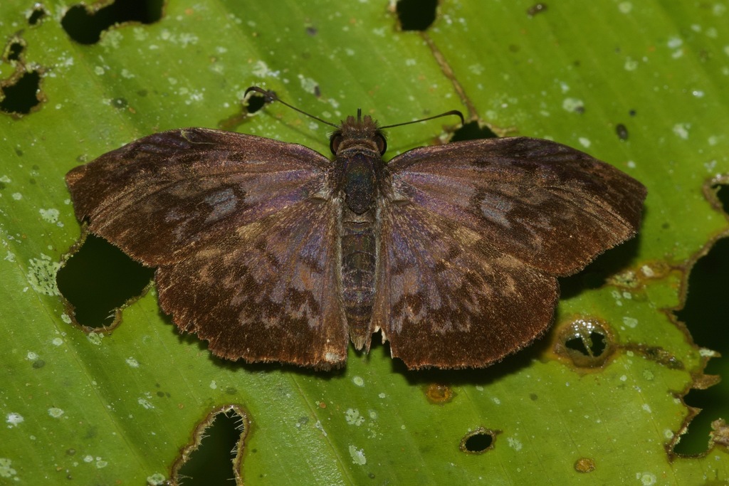 Mabille's Bent-Skipper