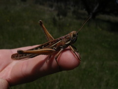 Austracris guttulosa
