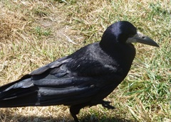 Corvus frugilegus