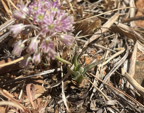 Image of Ledebouria inquinata by (c) Justin Ponder, some rights reserved (CC BY)