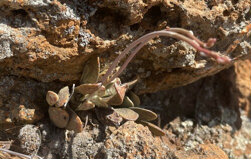Adromischus umbraticola 4