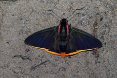 Pyrrhopyge hadassa