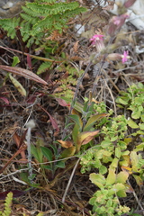 Silene scouleri