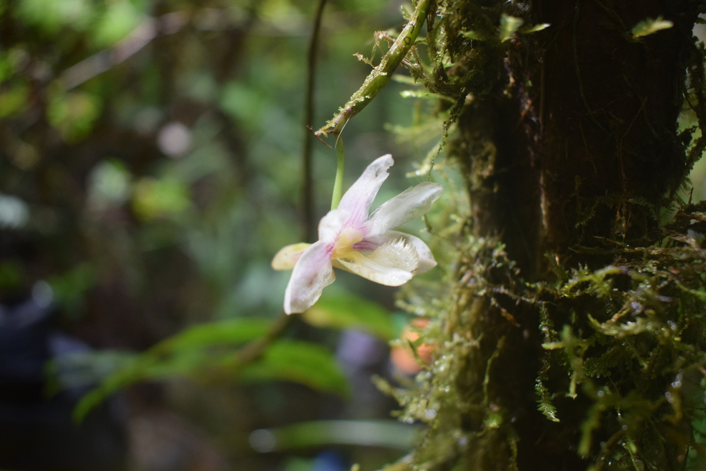 Dendrobium serratilabium L.O.Williams 3