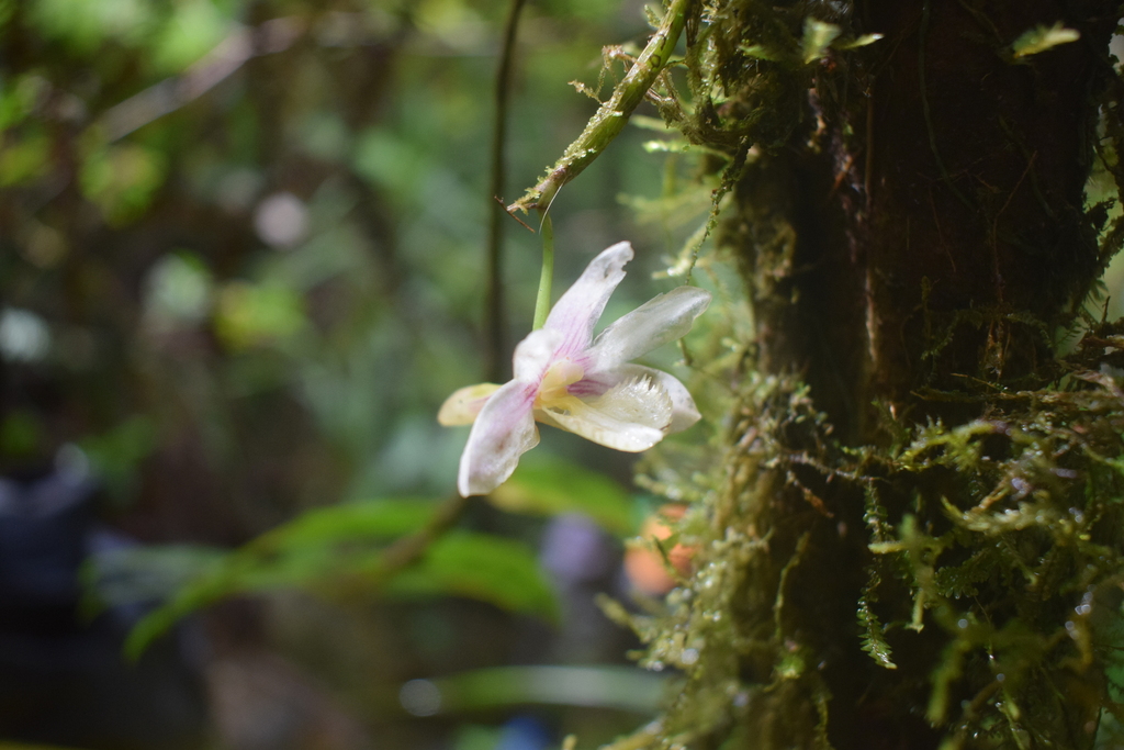 Dendrobium serratilabium L.O.Williams 2